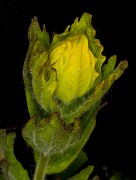 Castilleja levisecta Golden Paintbrush 16-9749